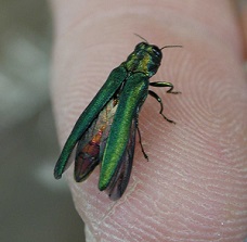 This is a picture of an Emerald Ash Borer