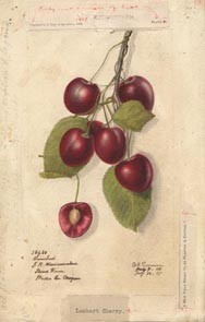 Botanical plate for the sweet cherry.