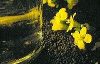 Fleurs, graines et huile de canola. Photo : Conseil canadien du canola.