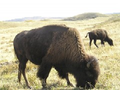 Bison grazing. Photo: Emily Crocco