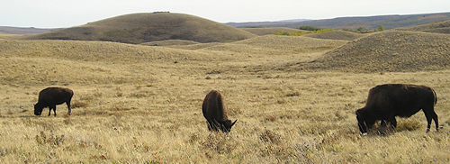 Bison on the prairie. Photo by: Emily Crocco