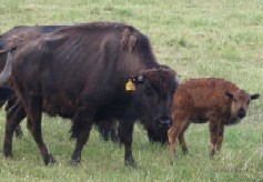 Bison cow with her calf. Photo: Norman Dorff