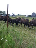 Bison behind a fence. Photo: Norman Dorff