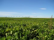 Un champ de betteraves à sucre. Photo : Erik Dorff