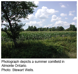 Photograph depicts a summer cornfield in Almonte Ontario. Photo: Stewart Wells.