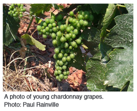 A photo of young chardonnay grapes. Photo: Paul Rainville