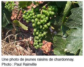 Une photo de jeunes raisins de chardonnay. Photo : Paul Rainville
