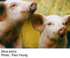 Deux porcs. Photo : Paul Young