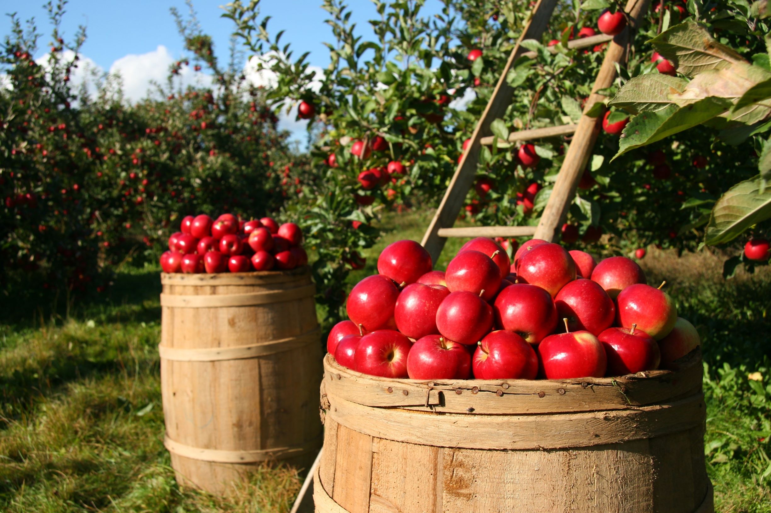 barrels of apples under apple trees