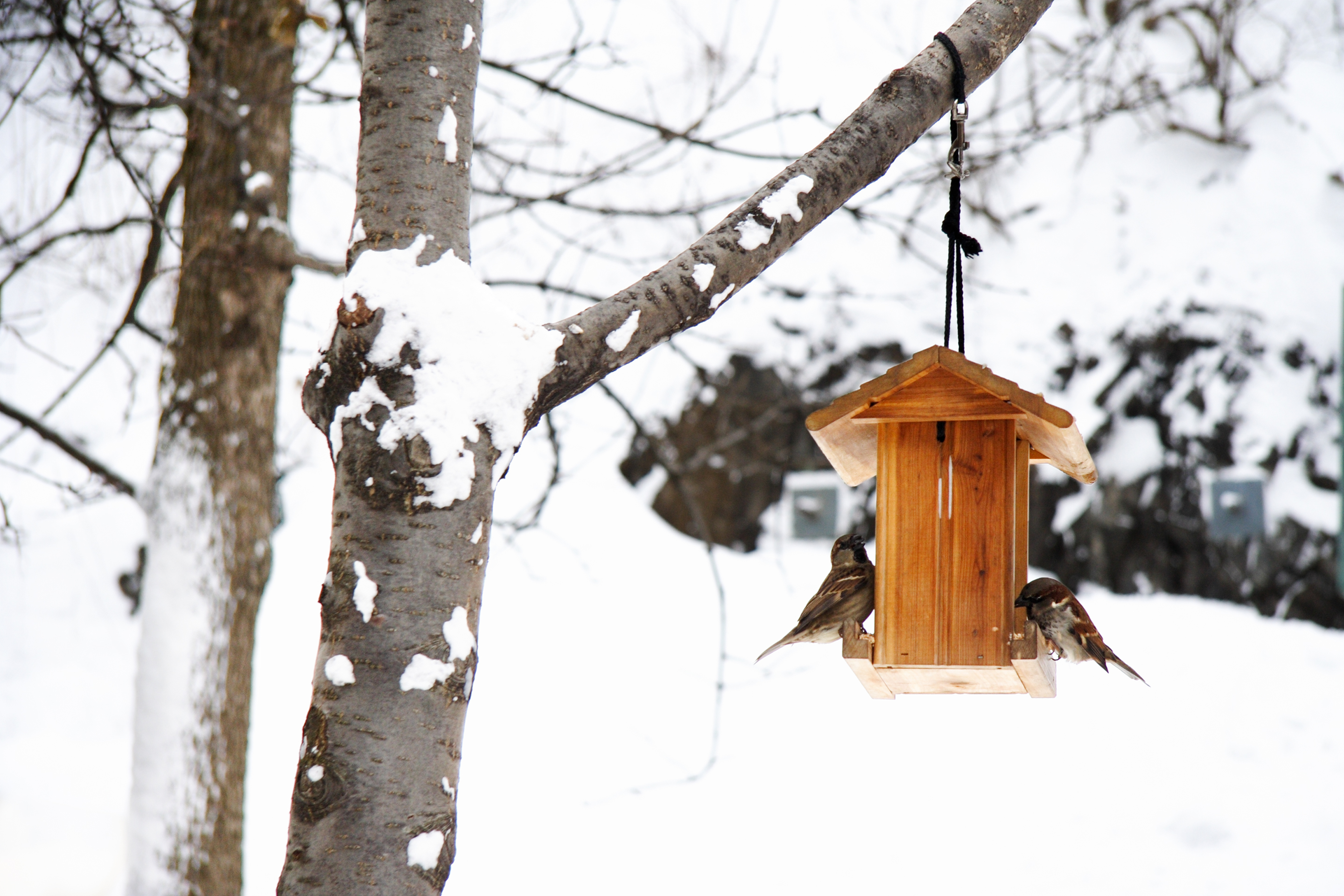 Two birds perched on a wooden bird house hanging from a snowy tree.