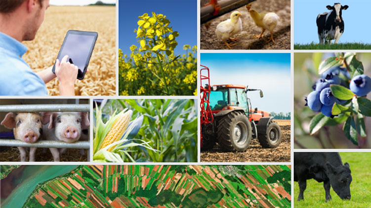 Un collage de différentes images illustrant la vie à la ferme.