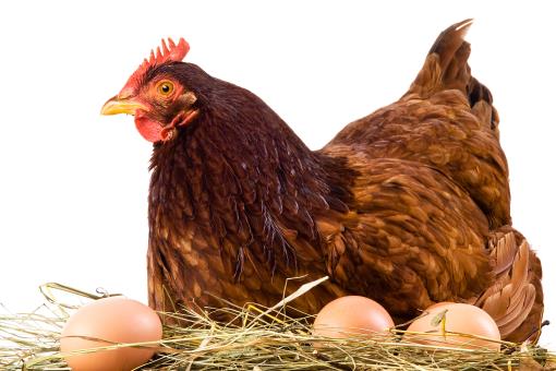 Poultry and egg statistics, March 2022