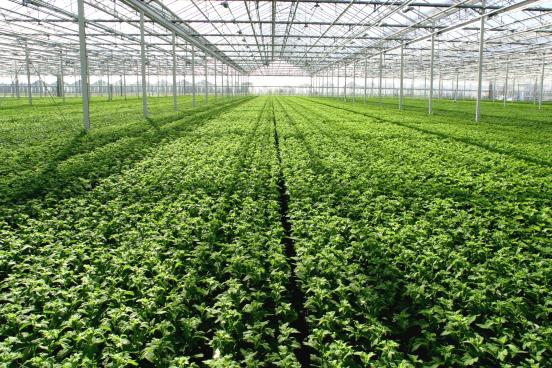 Greenhouse, sod and nursery industries