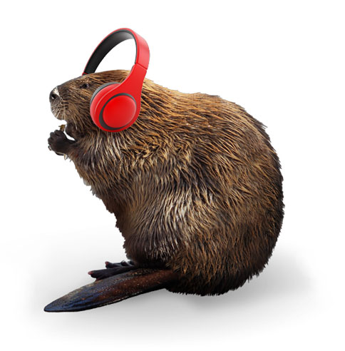 beaver in headphones