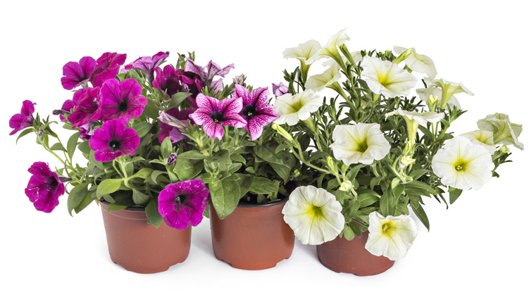 Pots with colourful flowers 