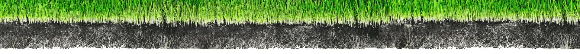 image décorative de brins d'herbe