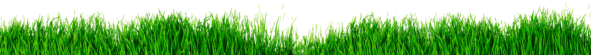 decorative image of blades of grass