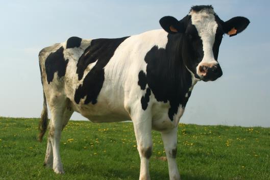 Dairy statistics, March 2022