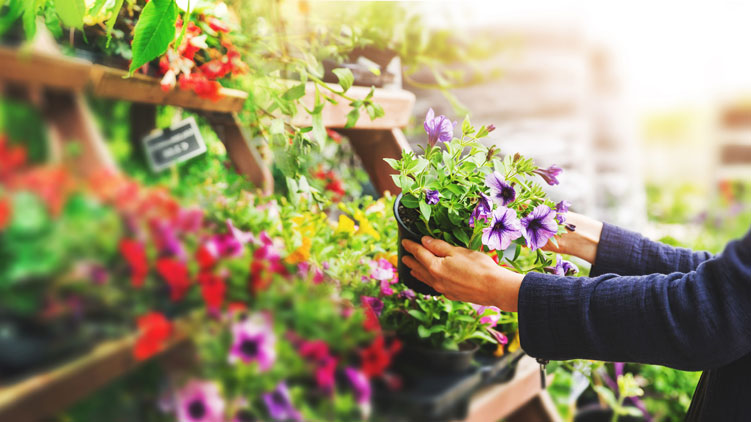 Close up of person shopping for flowers in a garden center filled with plants.