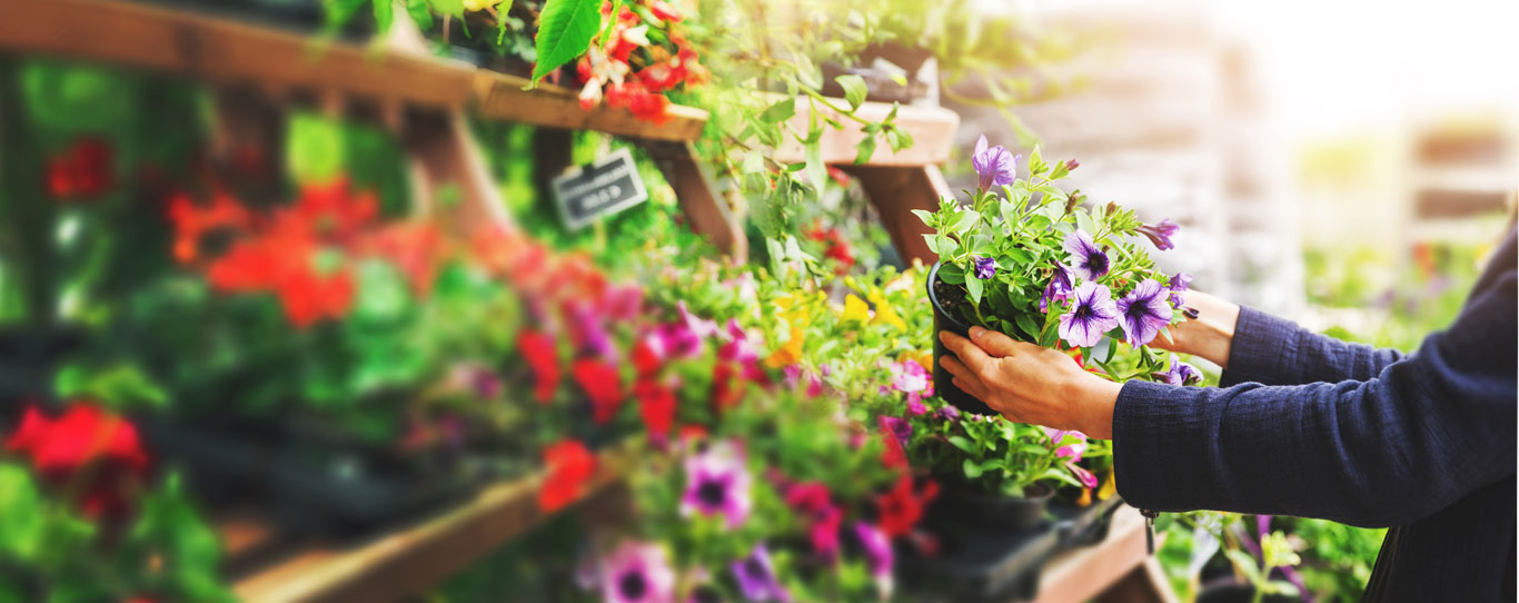 Close up of person shopping for flowers in a garden center filled with plants 