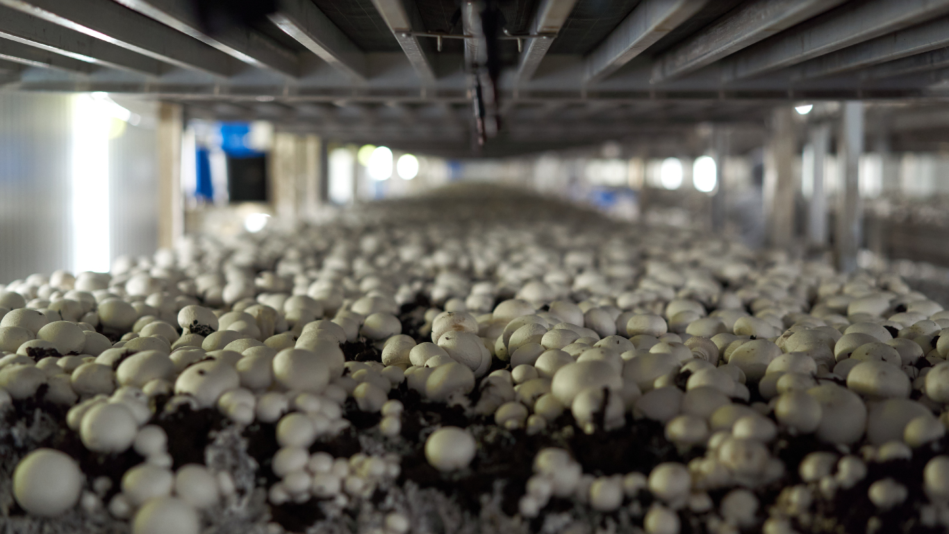 Mushrooms We are growing more but eating less Statistics Canada