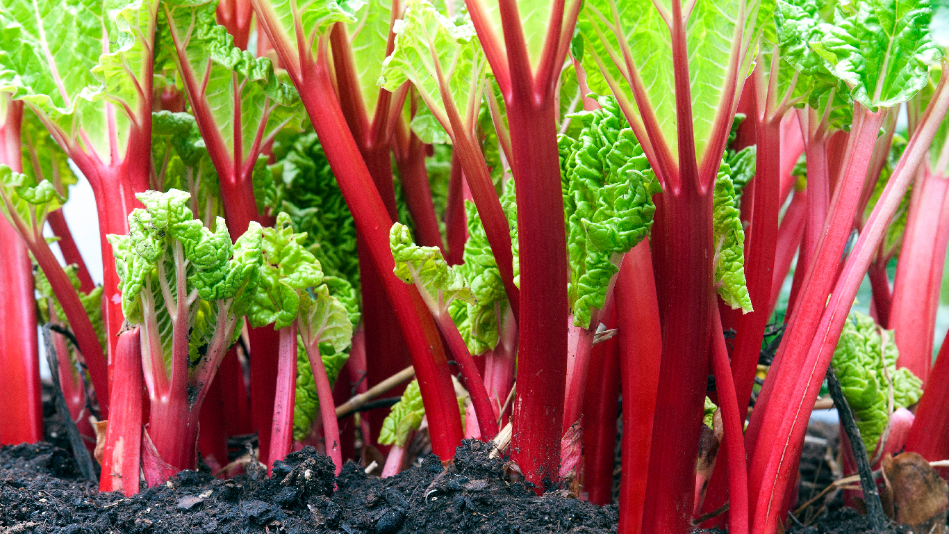Rhubarb: A traditional medicinal vegetable now often paired with fruit -  Statistics Canada