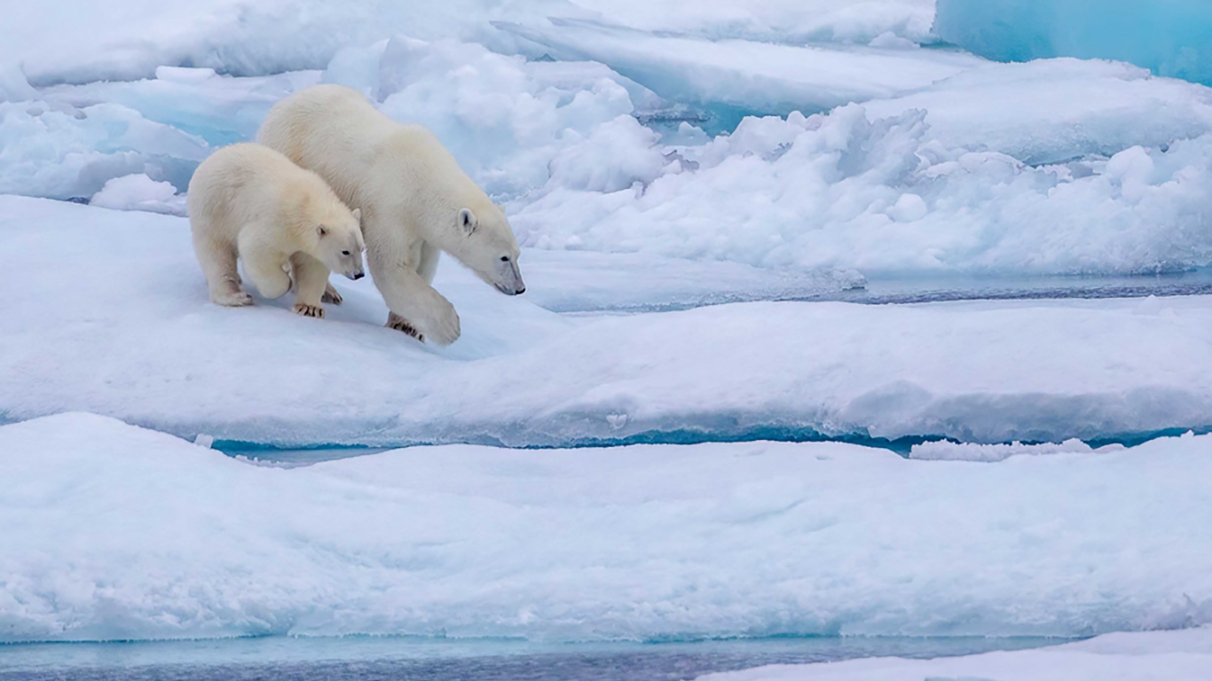 International Polar Bear Day: Exploring the polar bear capital of the world  - Statistics Canada
