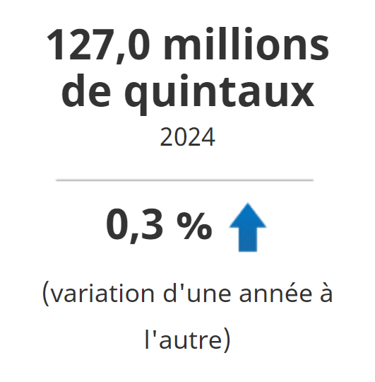 la production a augmenté de 0,3 % d'une année à l'autre pour atteindre 127,0 millions de quintaux en 2024