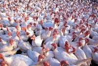 A flock of female turkeys.