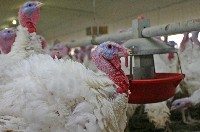 A Broad Breasted White turkey. Photo: Canadian Turkey Marketing Agency