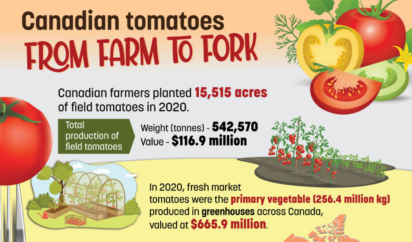 Canadian tomatoes, from farm to fork