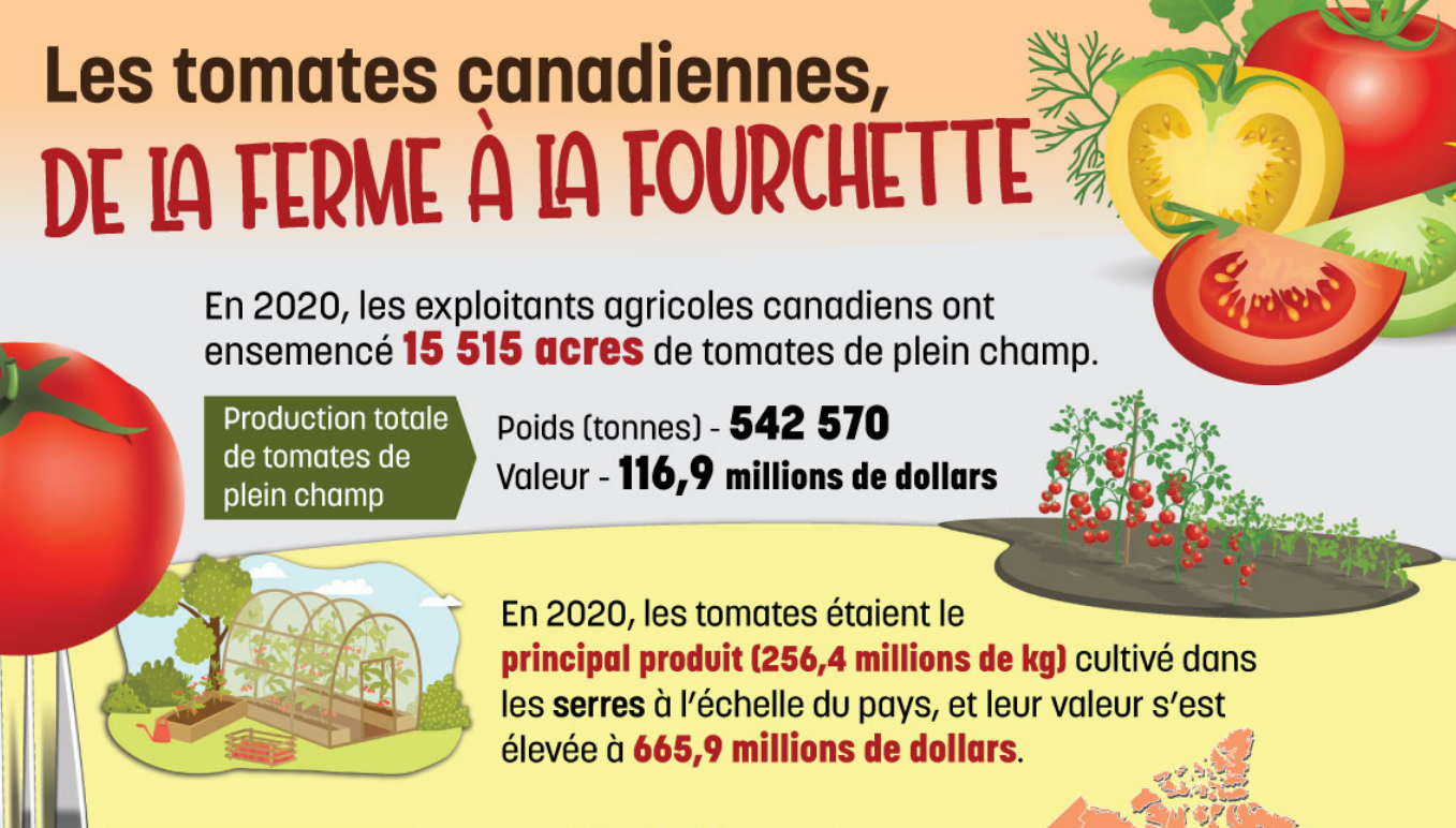 Les tomates canadiennes, de la ferme à la fourchette