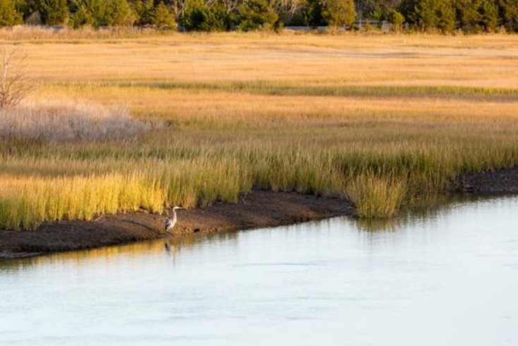 Census of Environment: Condition and ecosystem services of Canadian salt marshes, 2016 and 2021