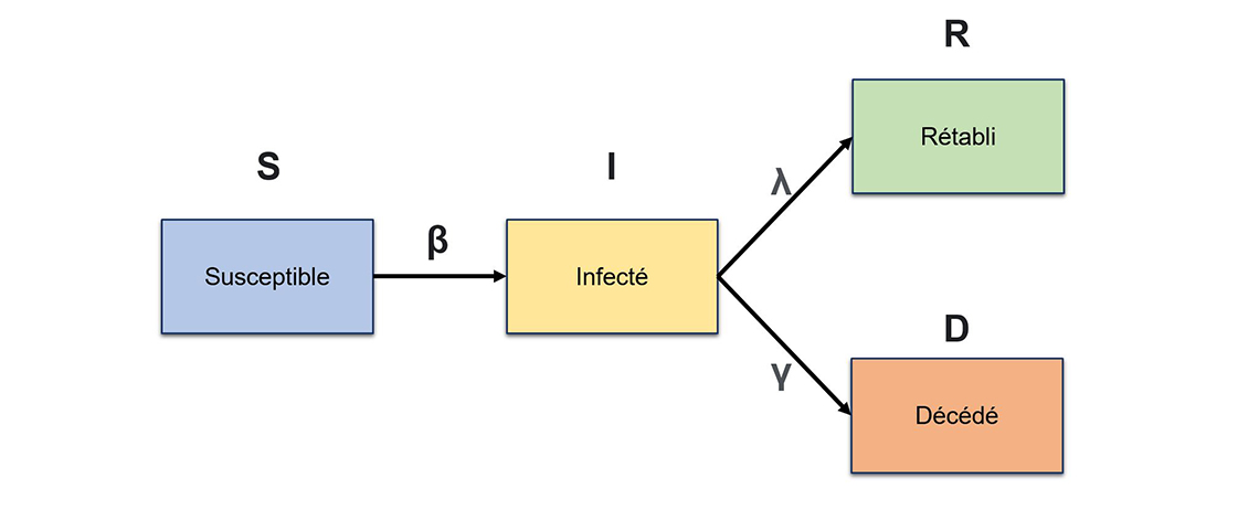 Figure 2 – Structure d’un modèle épidémiologique SIRD