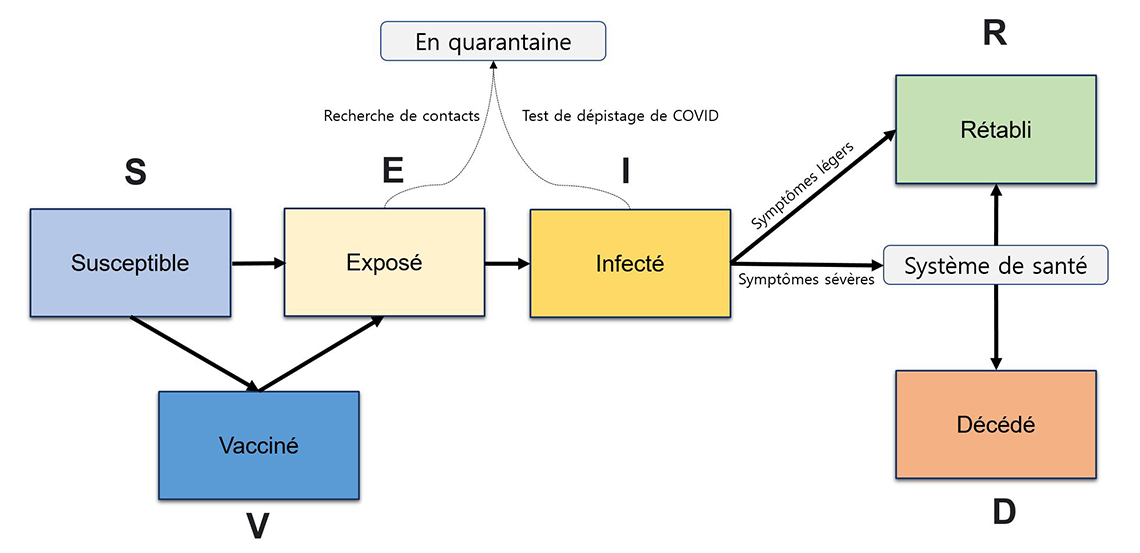Figure 3 – Structure simplifiée d’un modèle épidémiologique SEIRDV