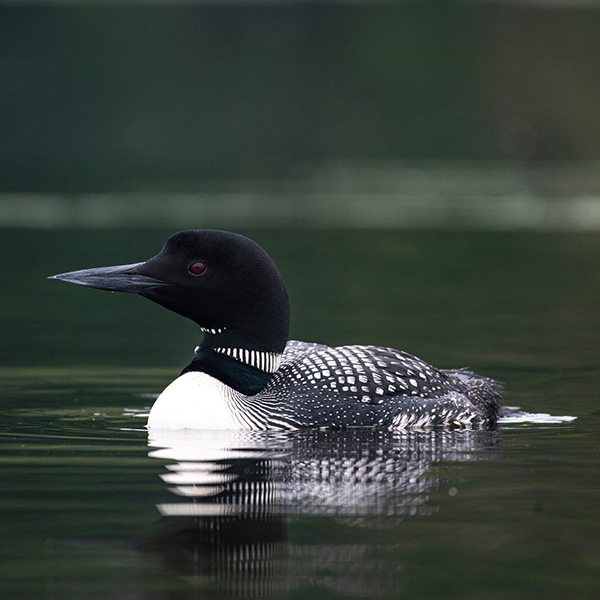 Un huard nage dans l'eau. 