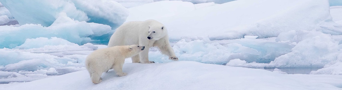 Census of Environment: Sea ice extent, 2024 