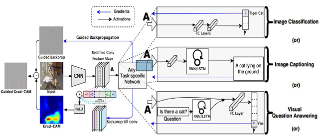 The process flow of Gradient-weighted class activation mapping (Grad-CAM)