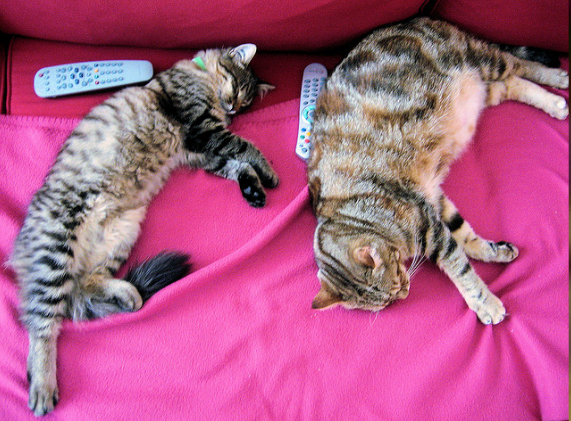 A pair of cats and a pair of remote controls 