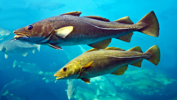 Écosystèmes océaniques et côtiers
