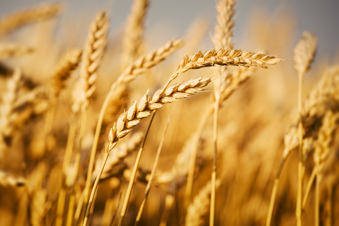 La hausse des prix des produits alimentaires à base de blé, 2023