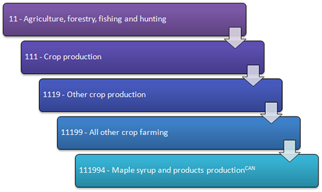 Maple syrup production